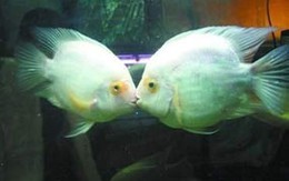 Cảm động đôi cá hôn nhau say đắm