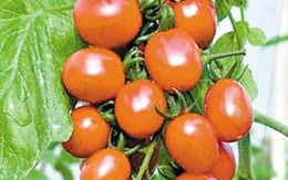 Những thực phẩm trợ giúp tiêu hóa