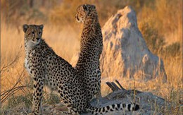 Tận mắt ngắm động vật hoang dã ở châu Phi