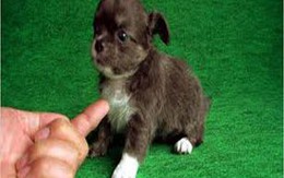 Chó “đi bậy”, chủ bị bắt