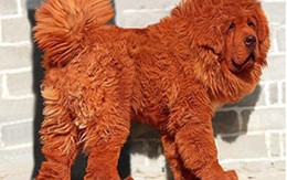 Loài chó triệu đô xuất hiện ở Hà Nội