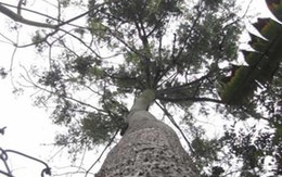 Bí ẩn bài thuốc trên những cây gạo "nhả" tiền tỷ
