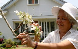 Cây phượng trắng duy nhất ở Việt Nam được nhân giống