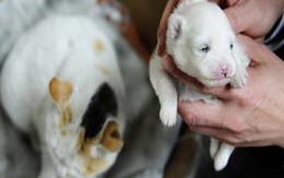 Mèo nổi tiếng vì sinh ra... chó