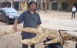 Củ sắn dây khổng lồ nặng 45kg