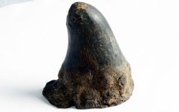 Truy sát cả nhà để cướp sừng tê giác