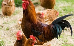 Mẹo chọn mua gà ngon và an toàn 