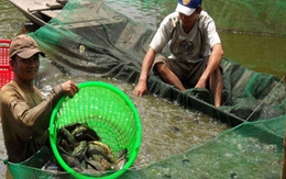 Bịa đặt chuyện ăn cá rô đầu vuông bị ung thư