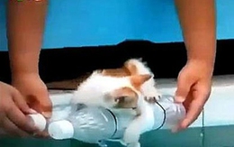 VTV lên tiếng về đoạn phim "dìm mèo xuống nước"