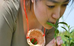 Vụ tuyển trinh nữ hái chè: Ngắm trinh nữ hái chè