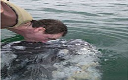 Giật mình cảnh hôn cá voi xám