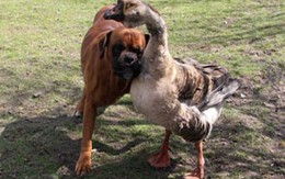 Ngỗng chăm sóc chó mù hai mắt