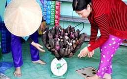 Củ khoai khổng lồ hình bông sen
