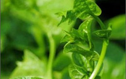 Rau mồng tơi "giải cứu" mẹ ít sữa