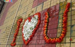 Náo loạn vì tỏ tình bằng hoa gạo