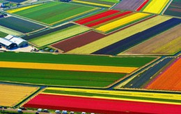Cánh đồng hoa tulip thần kỳ