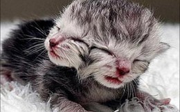 Những động vật 2 đầu "dễ thương"