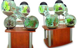 Bể cá "độc" cho không gian đẳng cấp