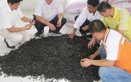 "Thảm họa đỉa": Cấm hay khuyến cáo?