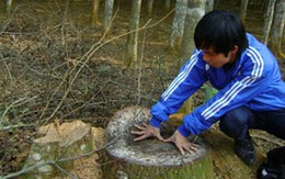 Ban quản lý Cúc Phương “cưa nhầm” gỗ quý
