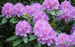 Những loài hoa đẹp nhưng cực độc