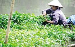 Báo động nhiễm khuẩn đường ruột trên rau