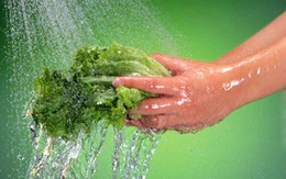 Đối phó với rau nhiễm khuẩn
