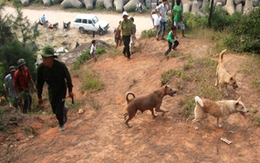 Săn dã thú cắn chết chó nuôi