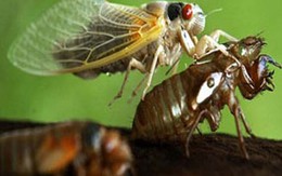 Hàng tỷ con ve sầu tấn công nước Mỹ