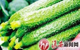 Hoang mang vì dưa chuột gây triệt sản