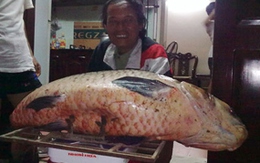 Bắt cá trắm đen nặng 56 kg ở Hà Nội