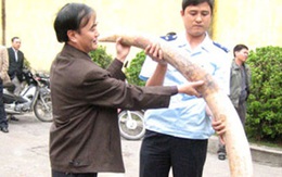Cận cảnh những ngà voi bạc tỷ