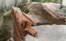 "Săn" gỗ...ướp xác