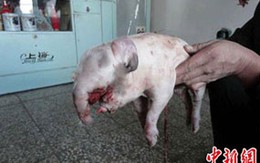 Kỳ lạ lợn có vòi 