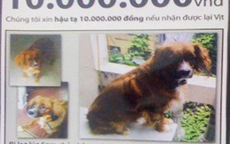 Hà Nội: Rao thưởng 10 triệu tìm chó cưng 