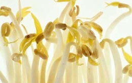 Cách chọn giá đỗ