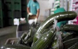 Châu Âu hoảng vì dưa chuột độc 