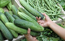 Nhận biết dưa chuột nhiễm khuẩn