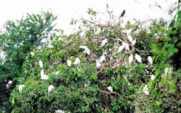 Ngắc ngoải … vườn cò