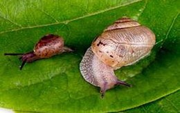 Ốc sên có bổ sung chất nhờn cho khớp?