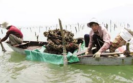 Chuyện ảnh: Mùa hàu