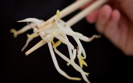 Giá đỗ ở Đức là nguồn gây nhiễm khuẩn E.coli?