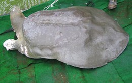 Cụ Rùa sắp trở lại hồ Gươm