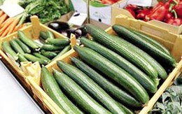 Vi khuẩn E.coli mới có độc lực mạnh tại châu Âu: Khó xảy ra dịch tại VN