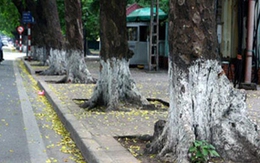Vì sao gốc cây xanh Hà Nội quét vôi trắng?