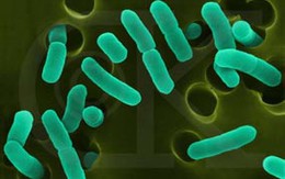 Giám sát E.coli tại các sân bay, cửa khẩu