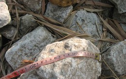 Nghi án “ăn” đá hộc