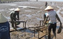 Còng lưng đào... cá đặc sản