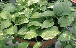 Nhựa cây vạn niên thanh làm mù mắt?