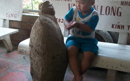 Củ khoai mì dài 1,2m, nặng 38kg